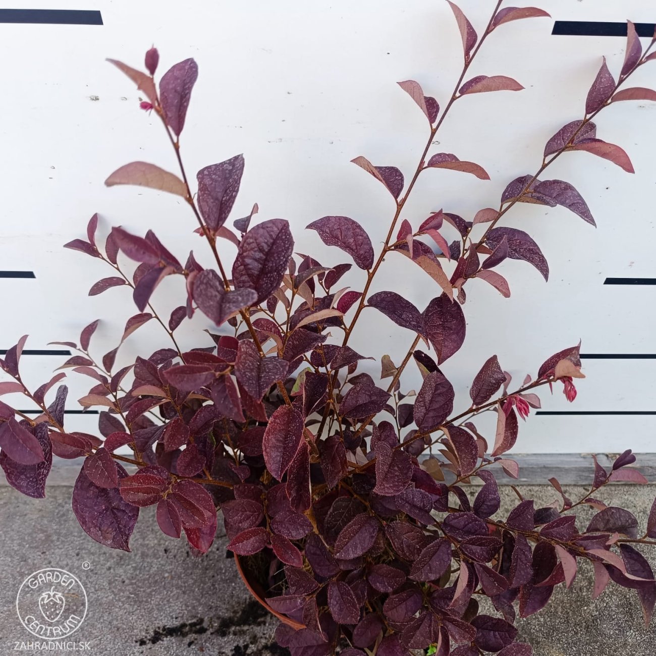 Obrázok Loropetalum čínske (Loropetalum Chinense) ´FEDE´ - výška 40-60 cm, kont. C2L